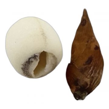 Adam & Eve Root, Whole, Pack/6